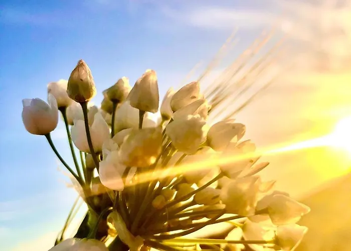 Royal Goddess Guest House, Walled